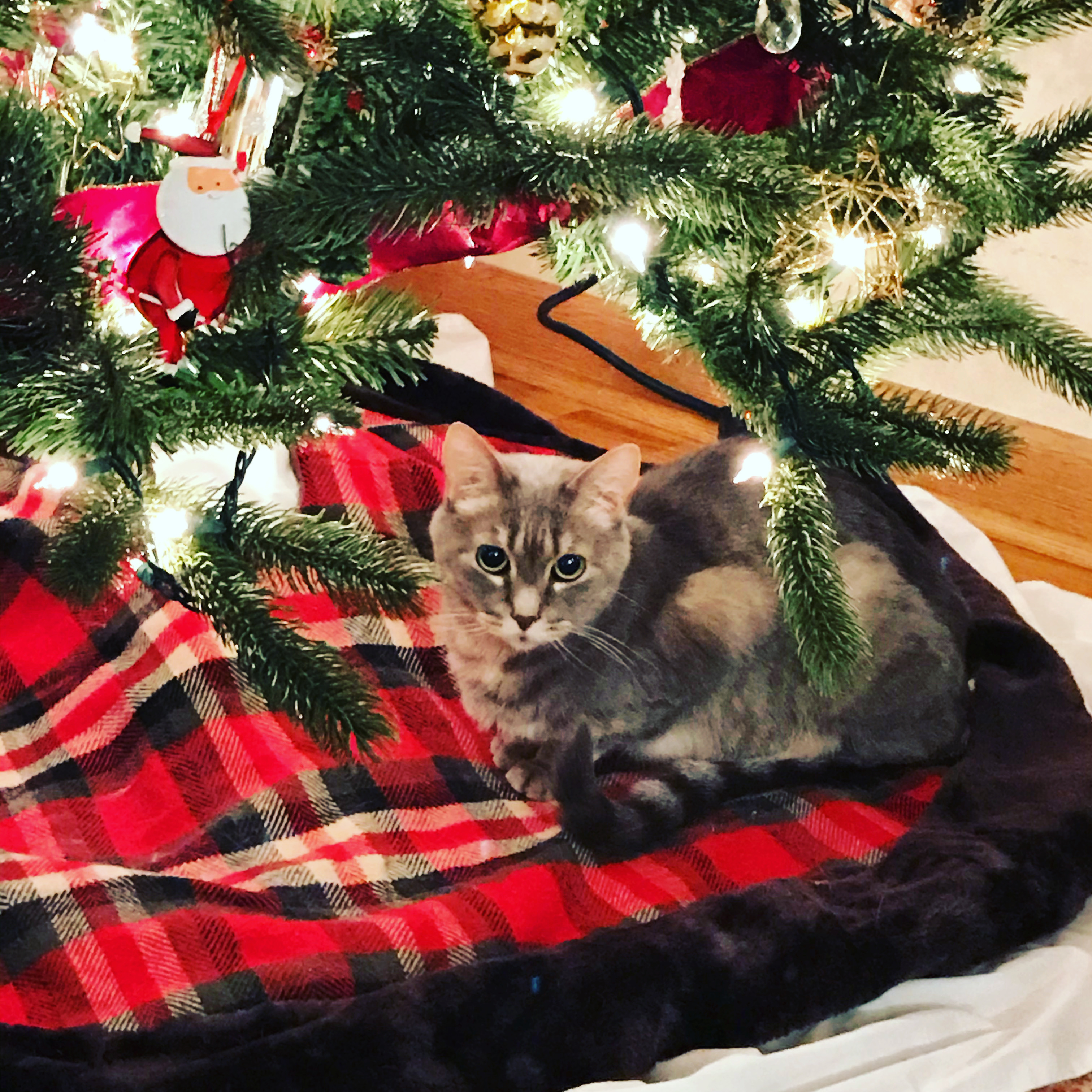 Gray cat under lit Christmas tree, sorry to see the Christmas decorations cleaned up.