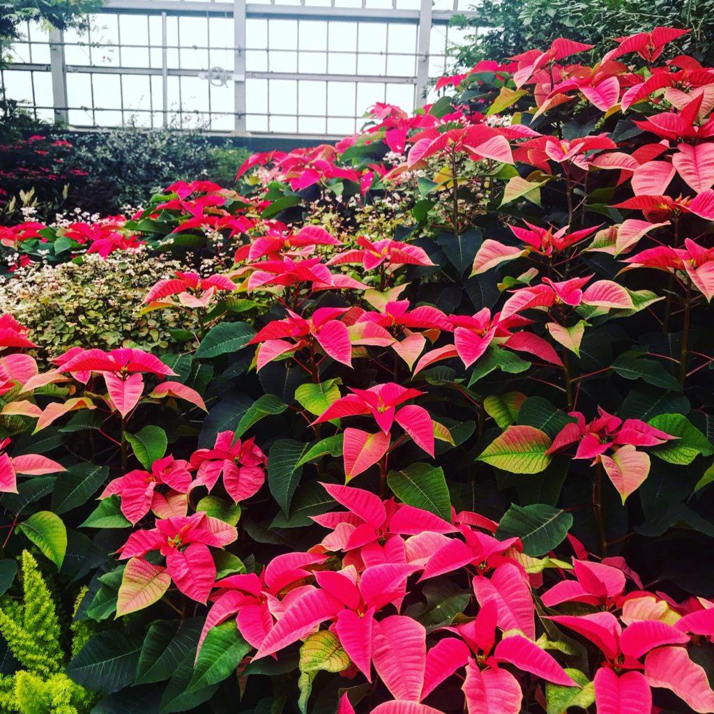Room full of poinsettas